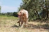 SETTER ANGLAIS 214